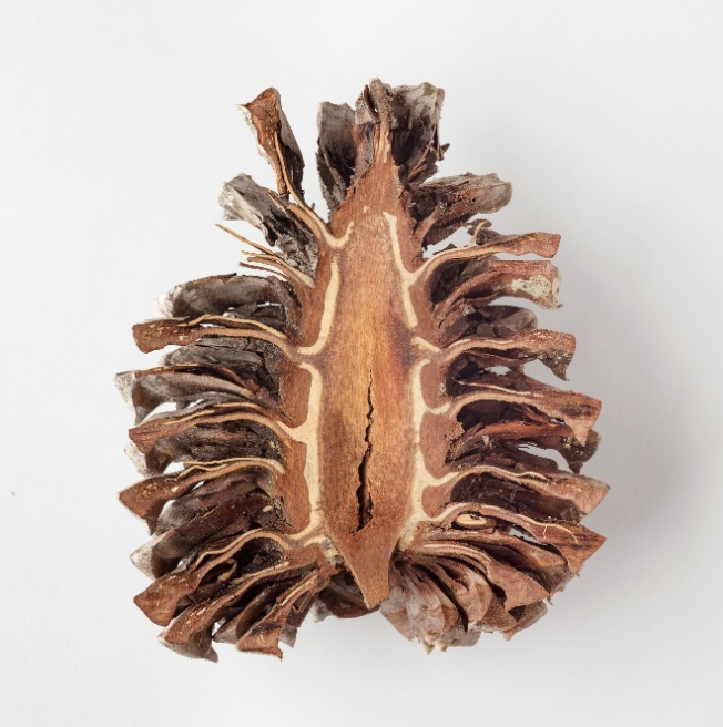 John Durant, Torrey Pine cone