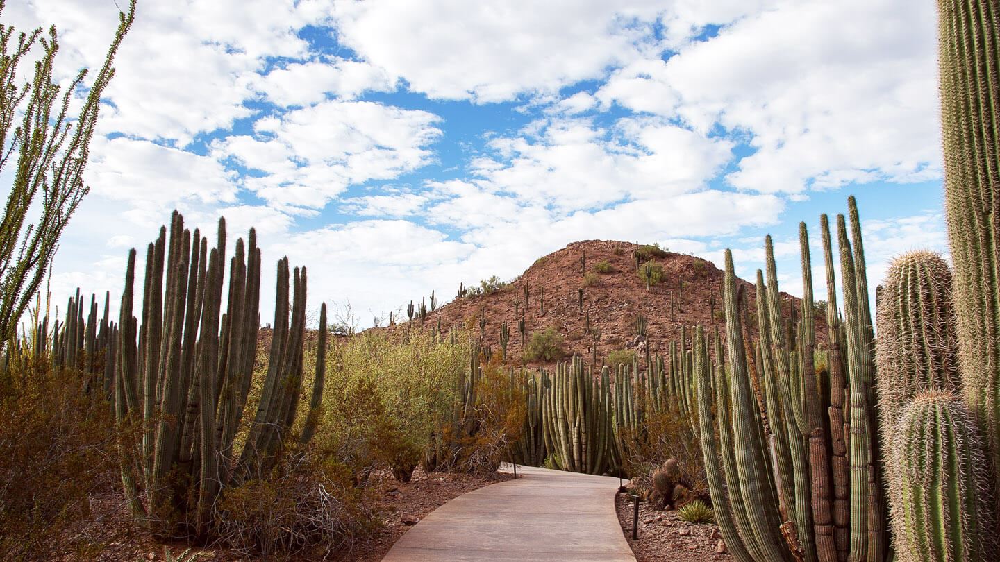 Desert Botanical Garden
