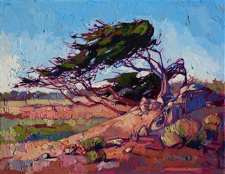 Cypress tree, monterey landscape oil painting by Erin Hanson Cypress tree, monterey landscape oil painting by Erin Hanson