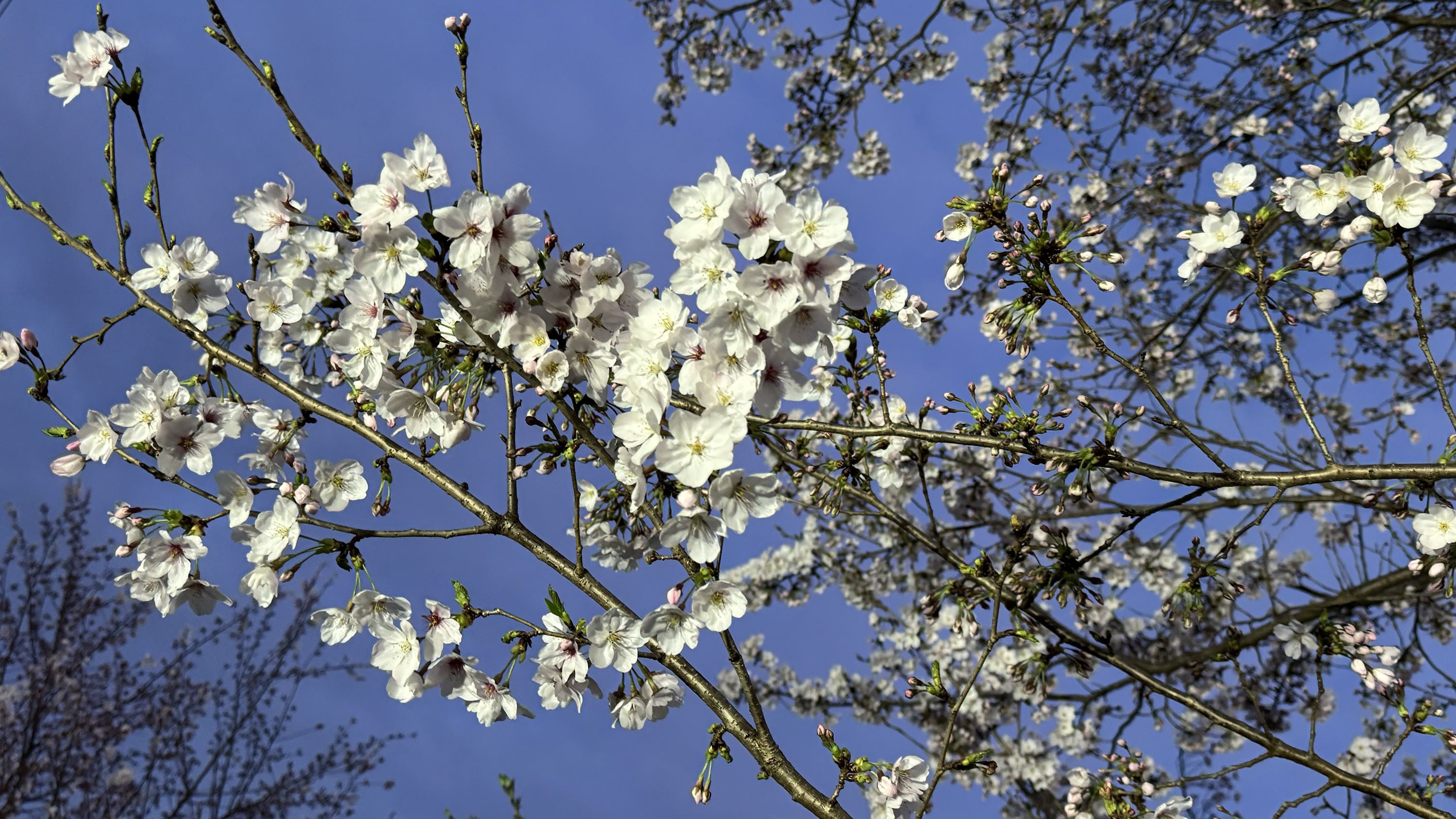 Erin Hanson’s Sakura Adventure