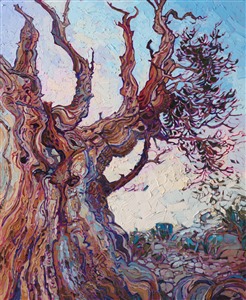Hiking through the ancient forest of Bristlecone pine trees, located east of the Sierras in California, is like walking through a strange landscape lost in time. The twisted old trees are the longest-living organisms on Earth, with lifespans up to 5,000 years. This painting captures all the wonder and beauty of these ancient trees.

This painting was created on 1-1/2" canvas, with the painting continued around the edges of the piece. The painting will be framed in a simple gold floater frame.