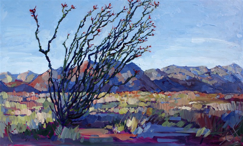 The ocotillo cacti grow in grouped clumps in Joshua Tree National Park. When the ocotillo bloom the valley seems awash in red flowers.