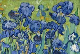 Blue lilies