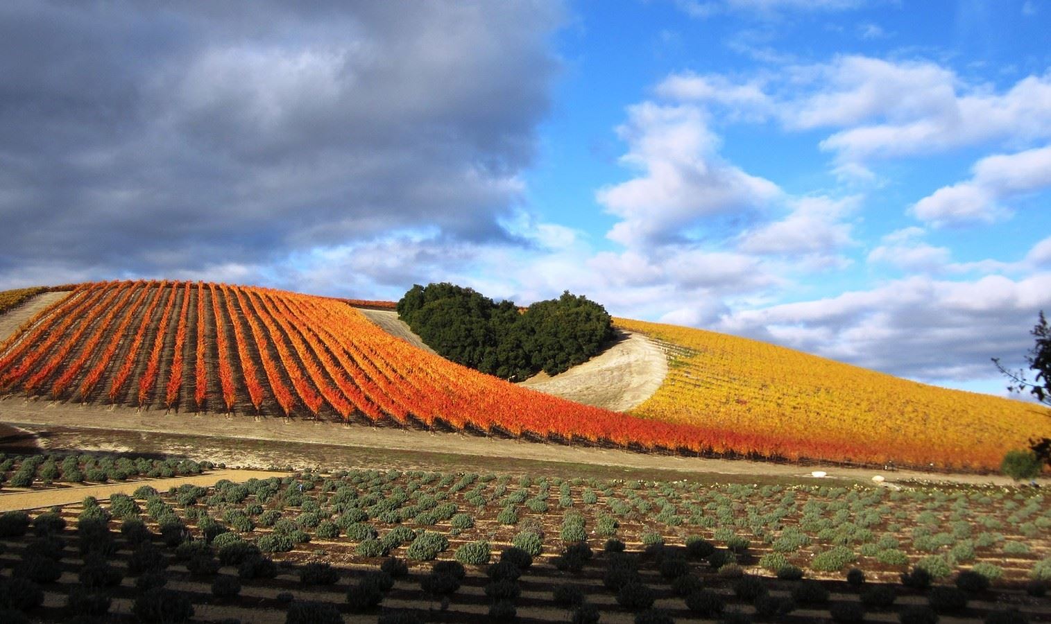Niner Winery in Paso Robles, CA 